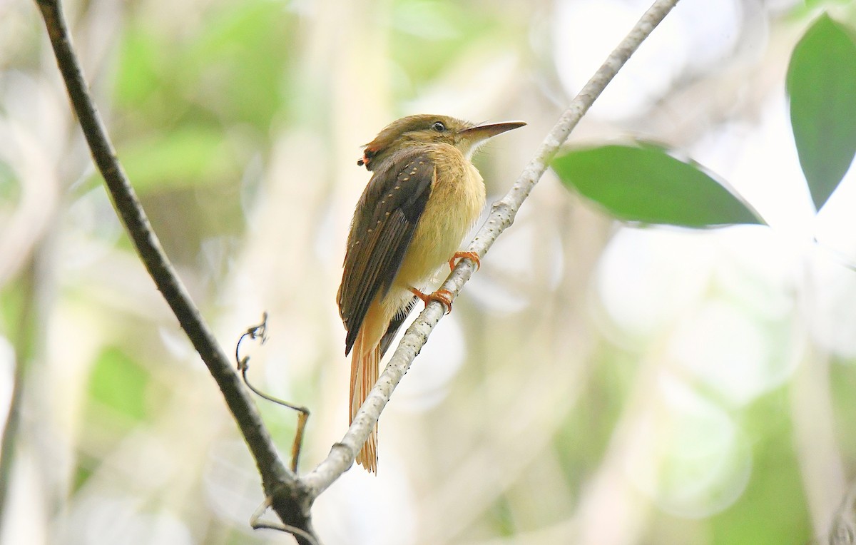 Tropical Royal Flycatcher - ML627397379