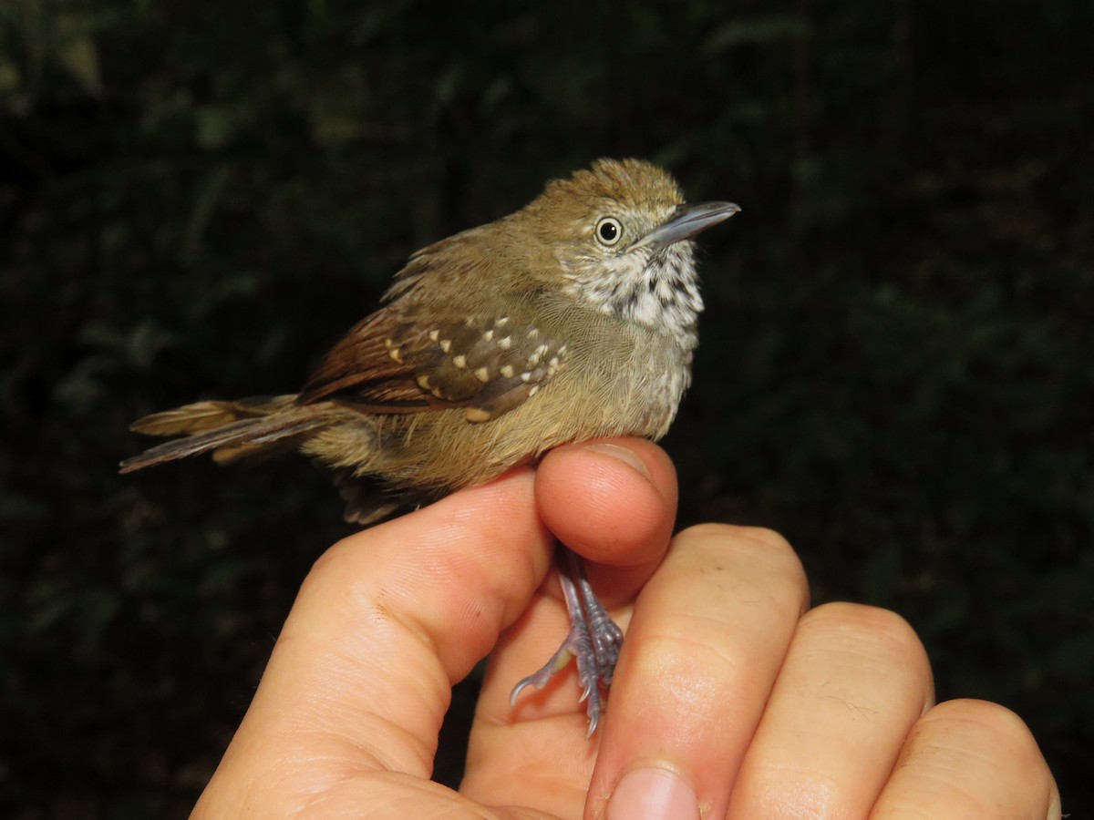 Brown-bellied Stipplethroat - ML627397403