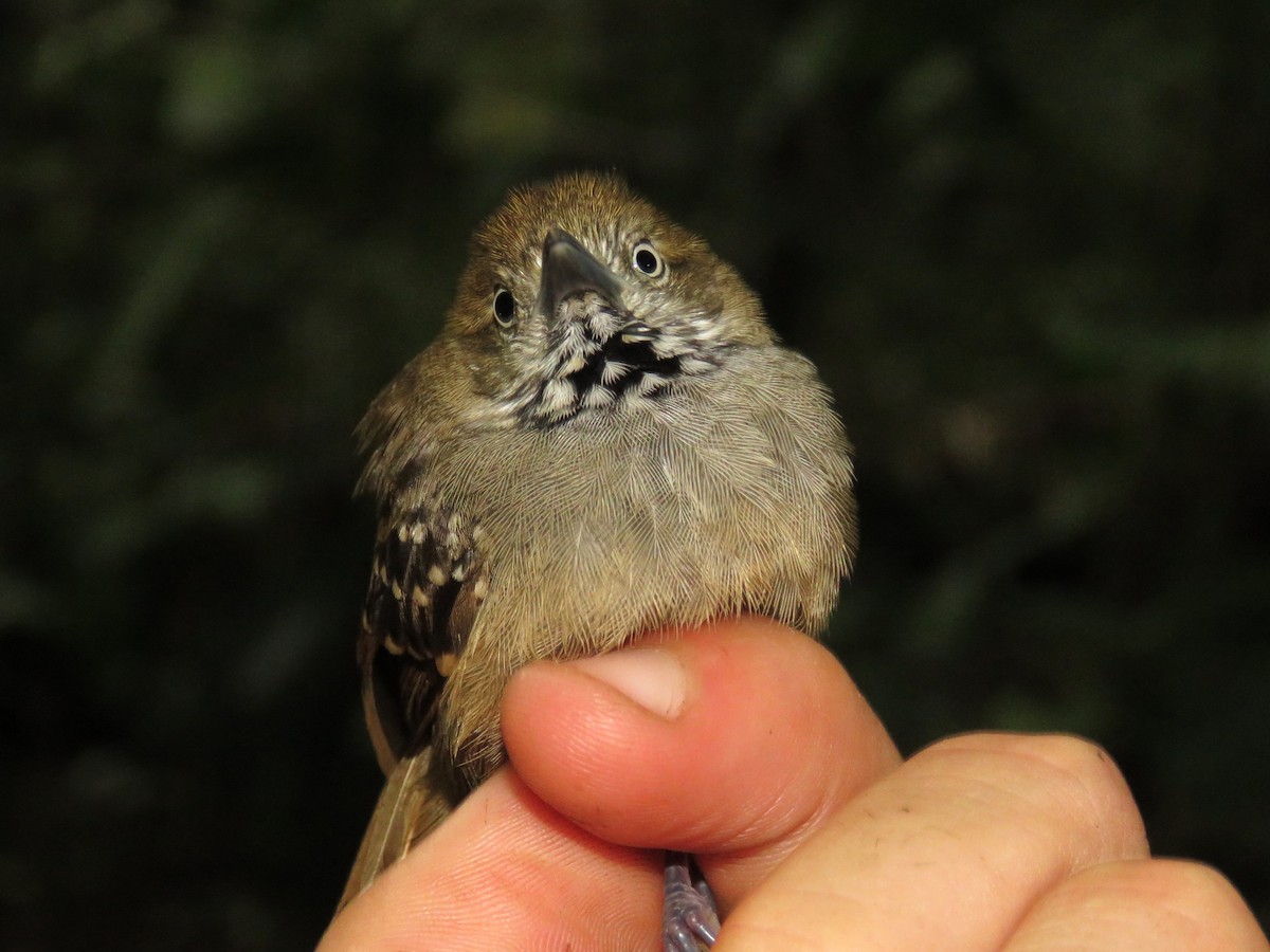 Brown-bellied Stipplethroat - ML627397430