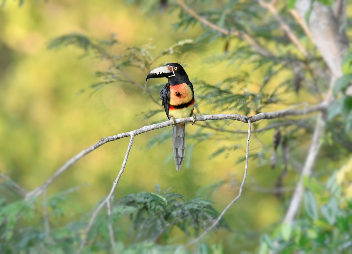 Collared Aracari - ML627397627