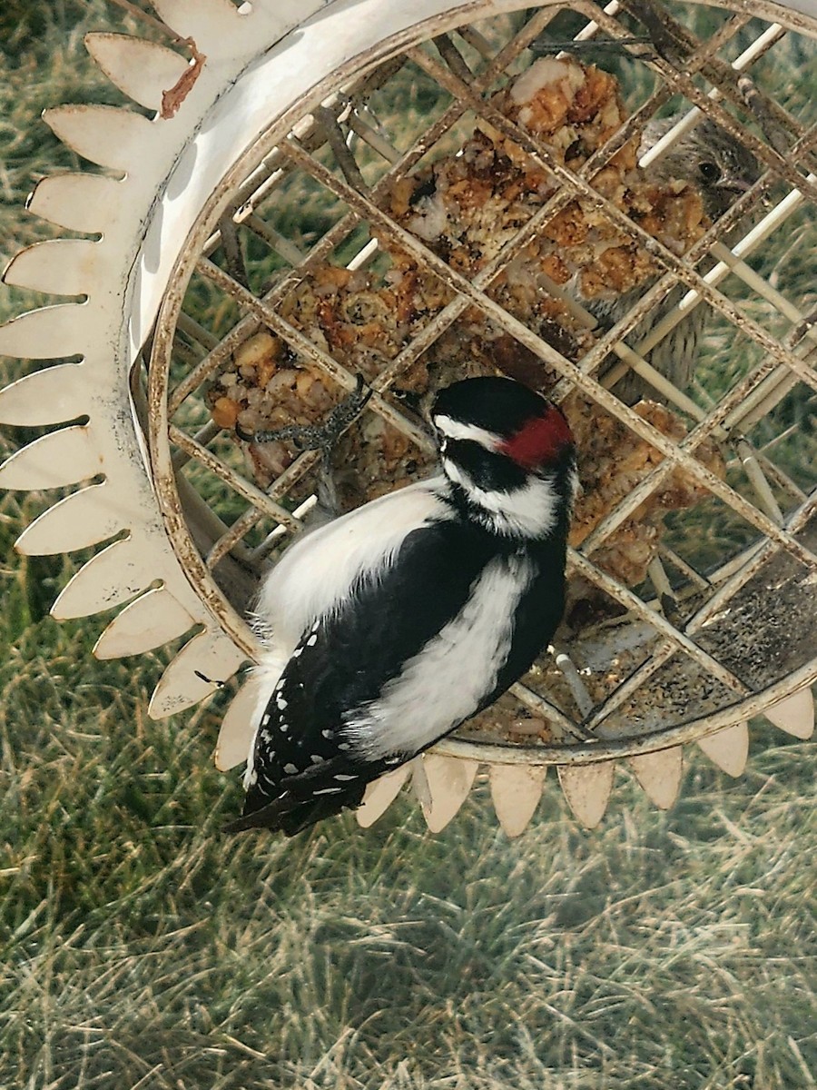 Downy Woodpecker - ML627397778