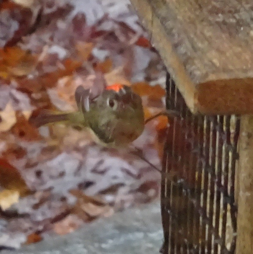 Roitelet à couronne rubis - ML627397797