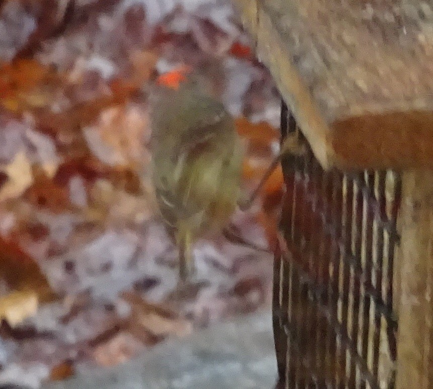 Roitelet à couronne rubis - ML627397798