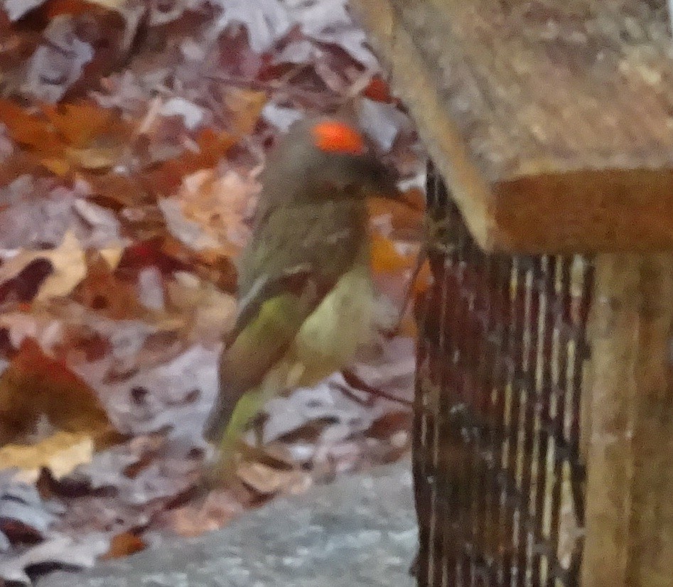 Roitelet à couronne rubis - ML627397799