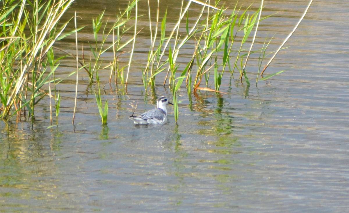 polarsvømmesnipe - ML627397834