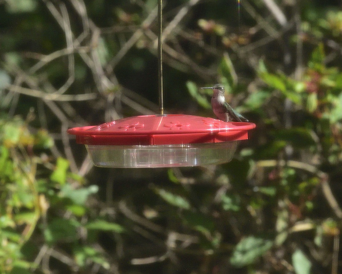 Ruby-throated Hummingbird - ML627397875