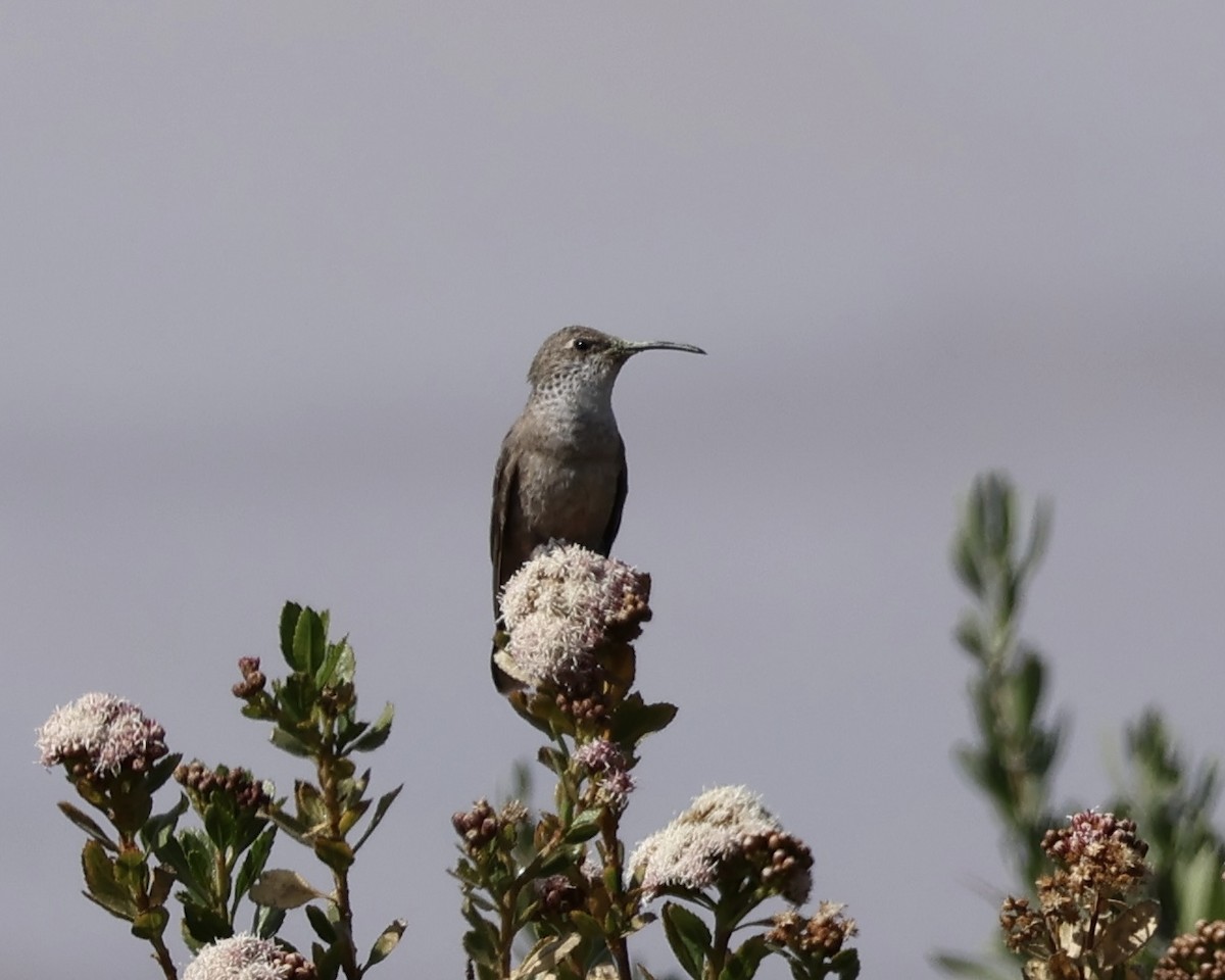 Andean Hillstar - ML627397899