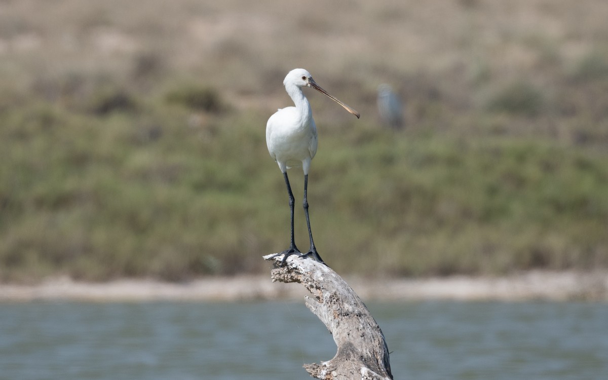 Eurasian Spoonbill - ML627398136