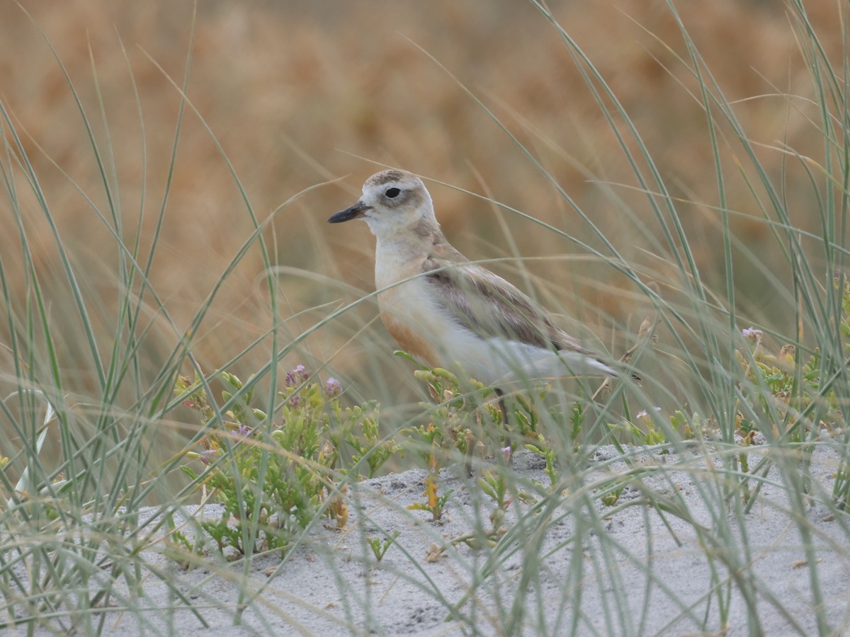 Red-breasted Dotterel - ML627398316