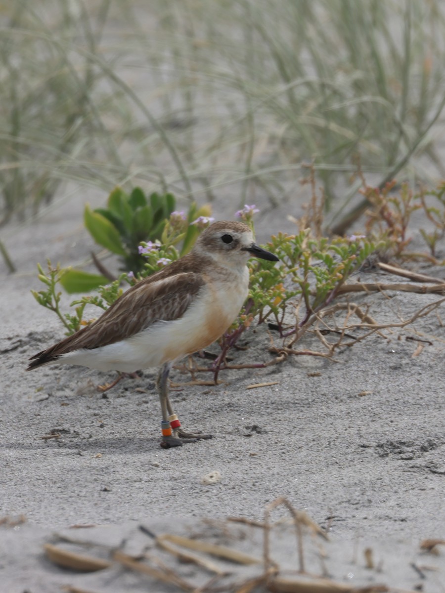 Red-breasted Dotterel - ML627398317