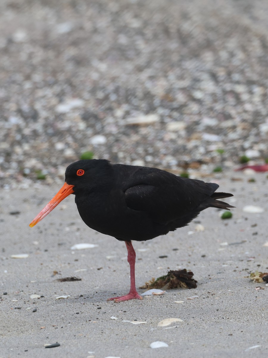 Variable Oystercatcher - ML627398335