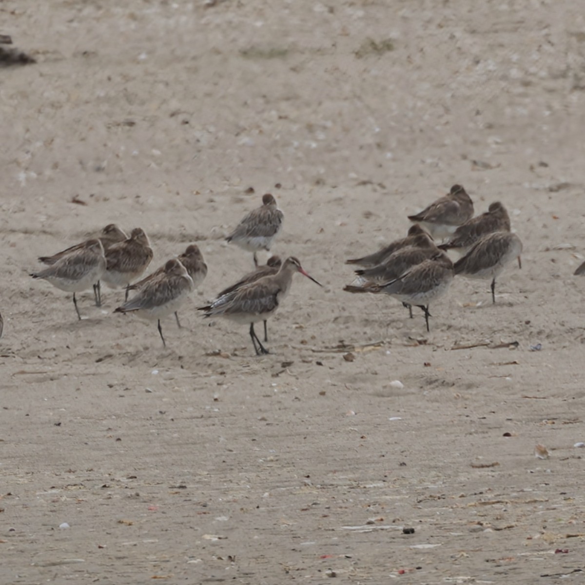 Bar-tailed Godwit - ML627398355