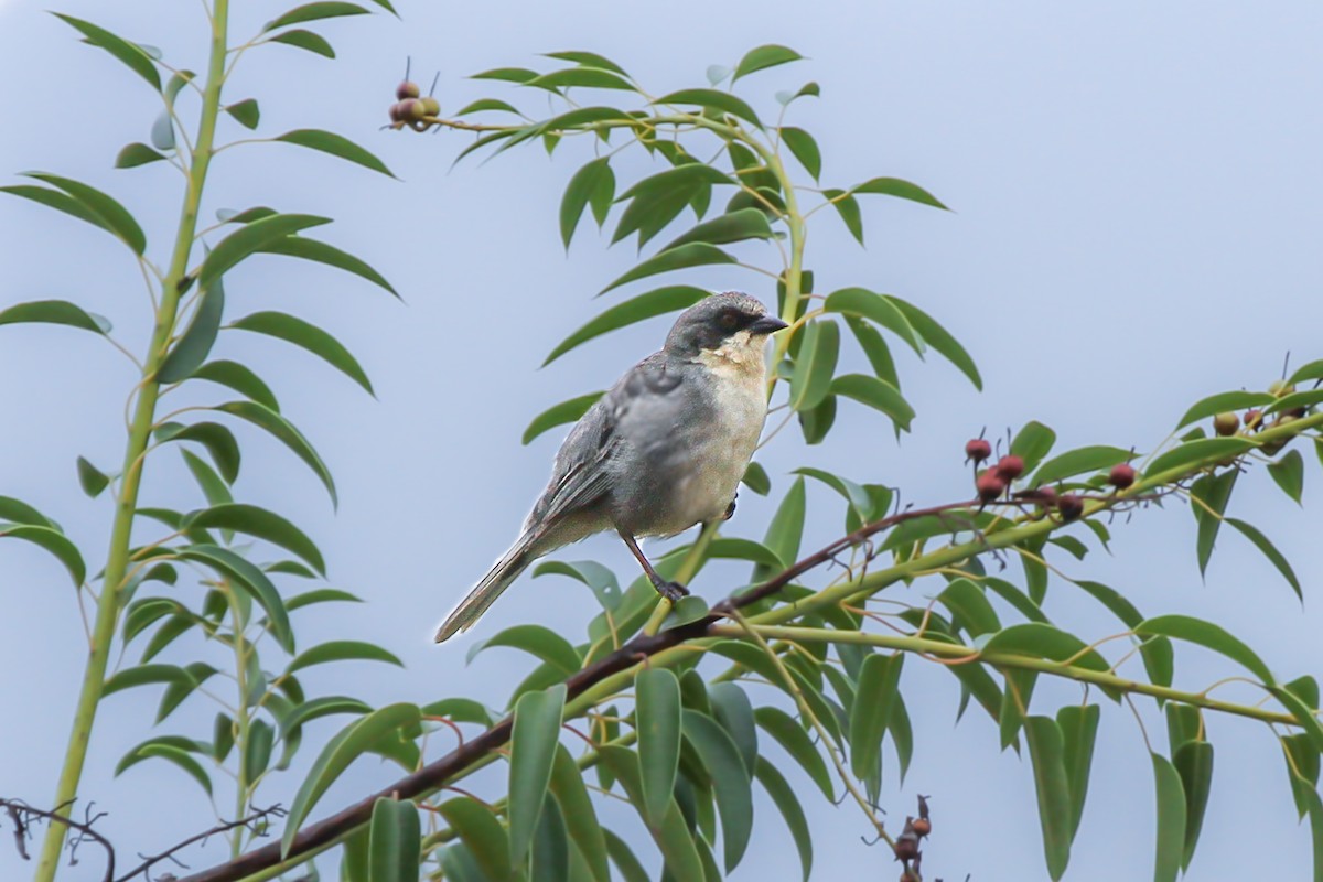 Cinereous Warbling Finch - ML627398461