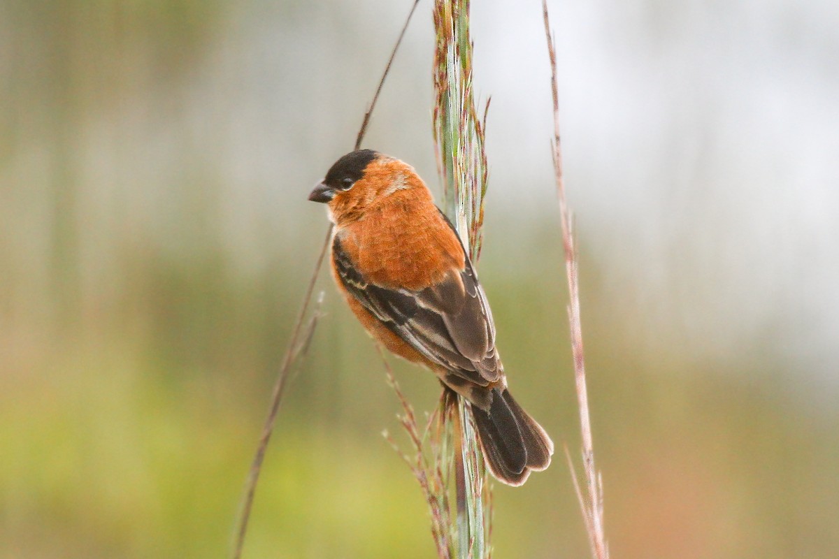 Copper Seedeater - ML627398466