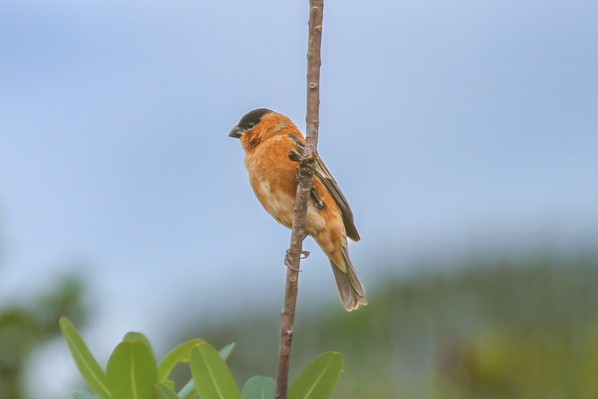 Copper Seedeater - ML627398559