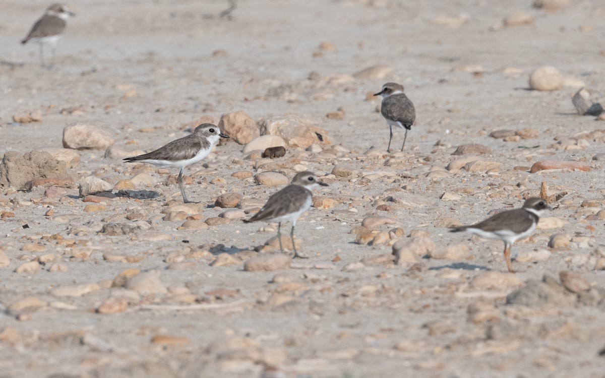 Tibetan Sand-Plover - ML627398611