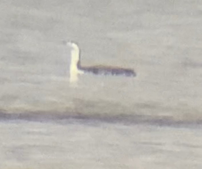 Red-throated Loon - ML627398662