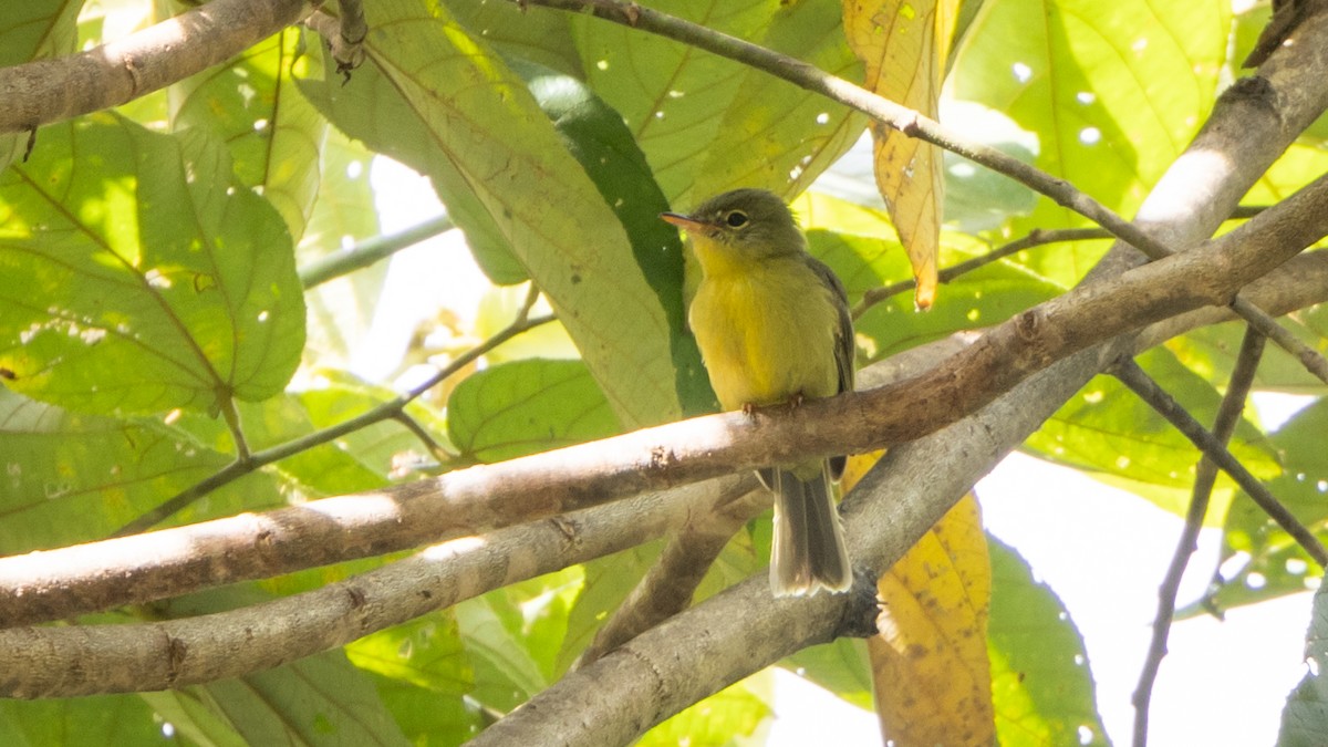 Olive Flyrobin - ML627398717