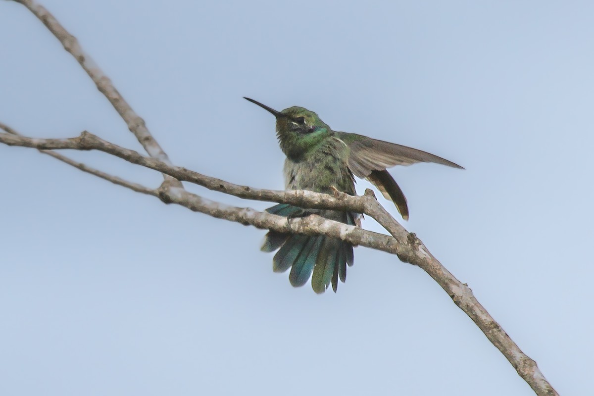 White-vented Violetear - ML627398782