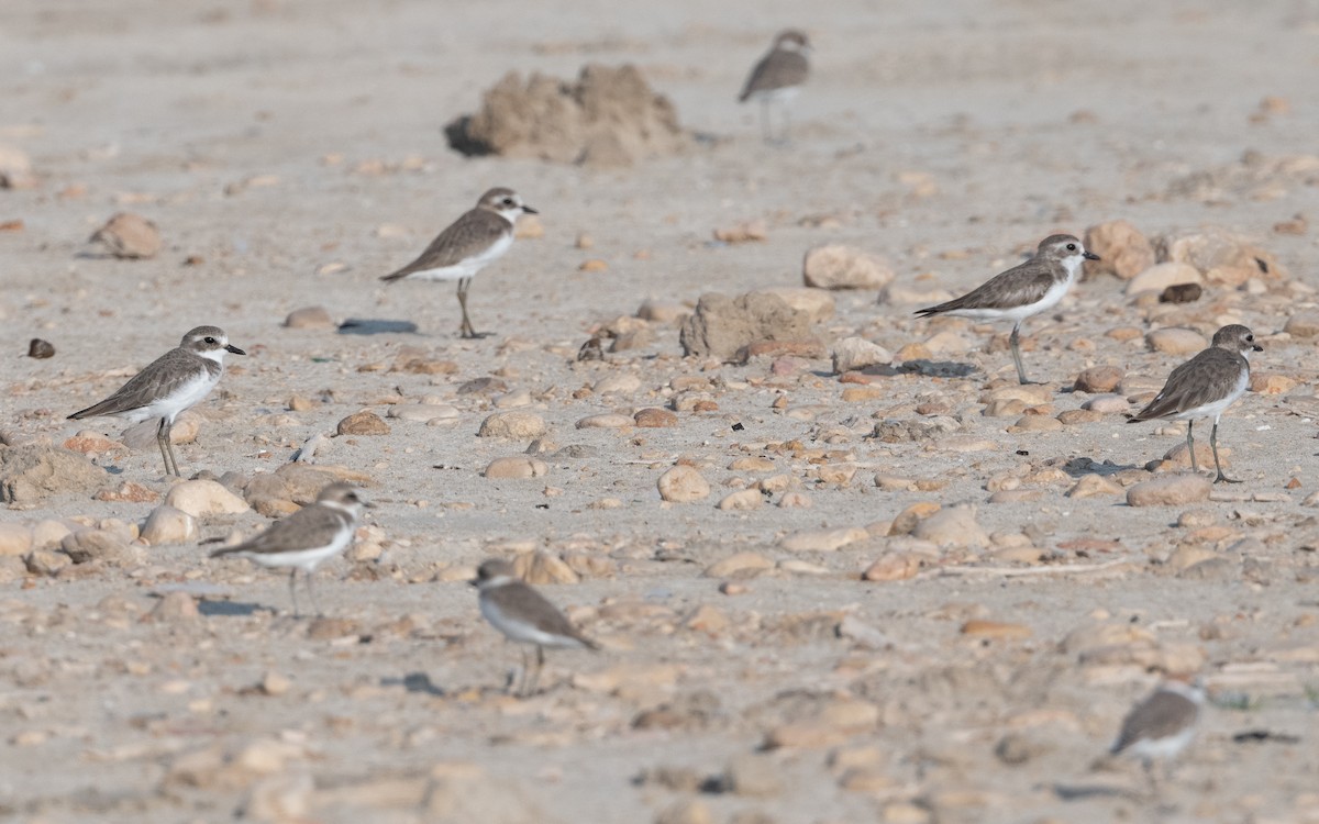 Tibetan Sand-Plover - ML627398826