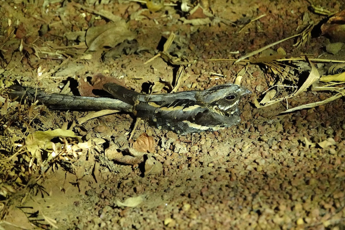 Long-tailed Nightjar - ML627399065