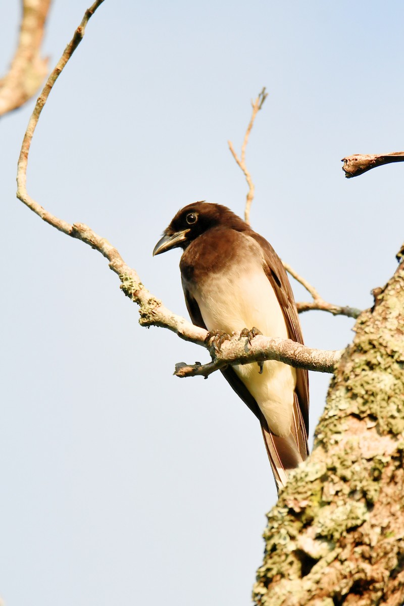 Brown Jay - ML627399111