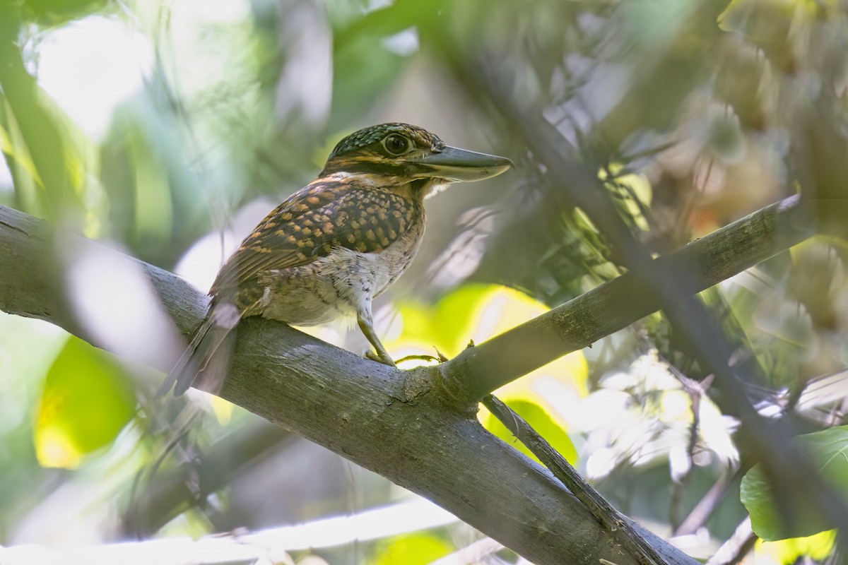 Hook-billed Kingfisher - ML627399112