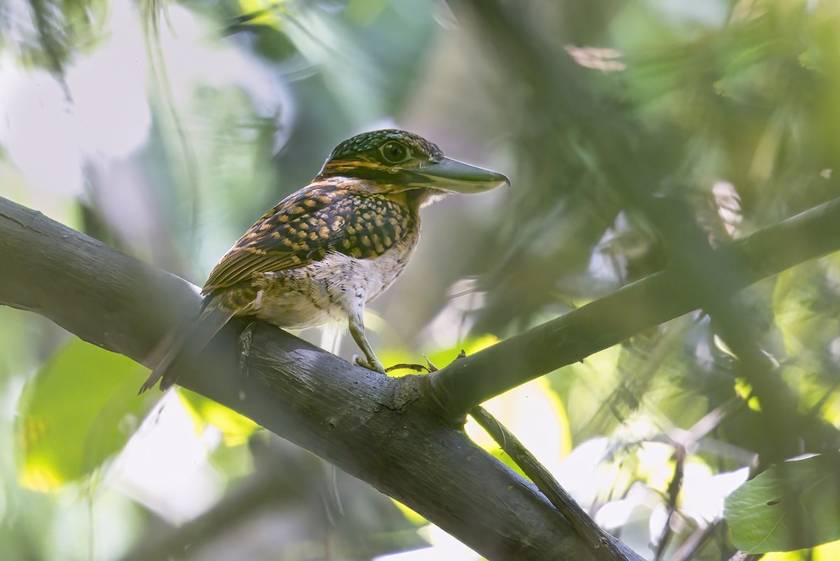 Hook-billed Kingfisher - ML627399113