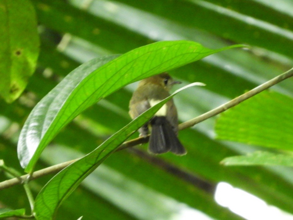 Sulphur-rumped Flycatcher - ML627399190