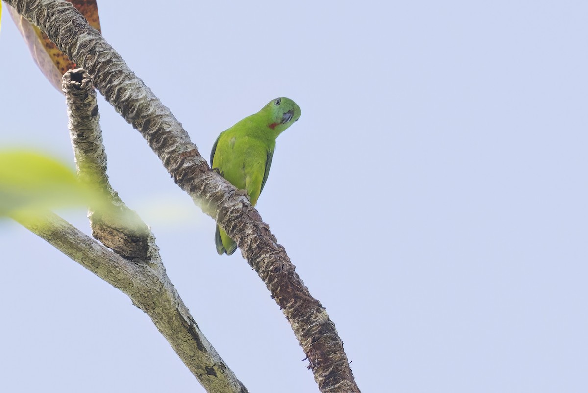 Papuan Hanging-Parrot - ML627399245