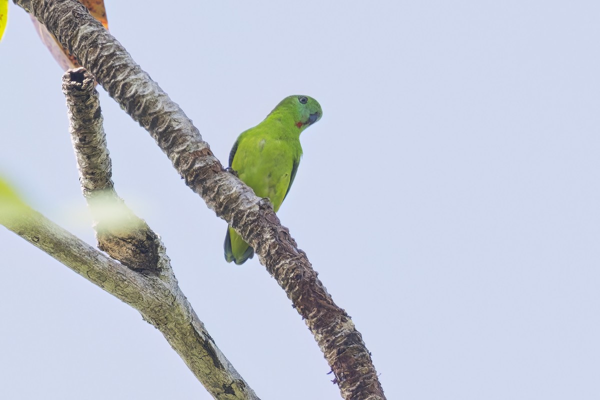 Papuan Hanging-Parrot - ML627399246