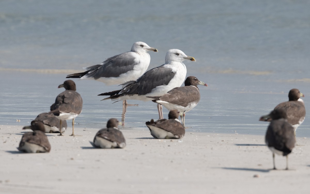 Lesser Black-backed Gull (Heuglin's) - ML627399257