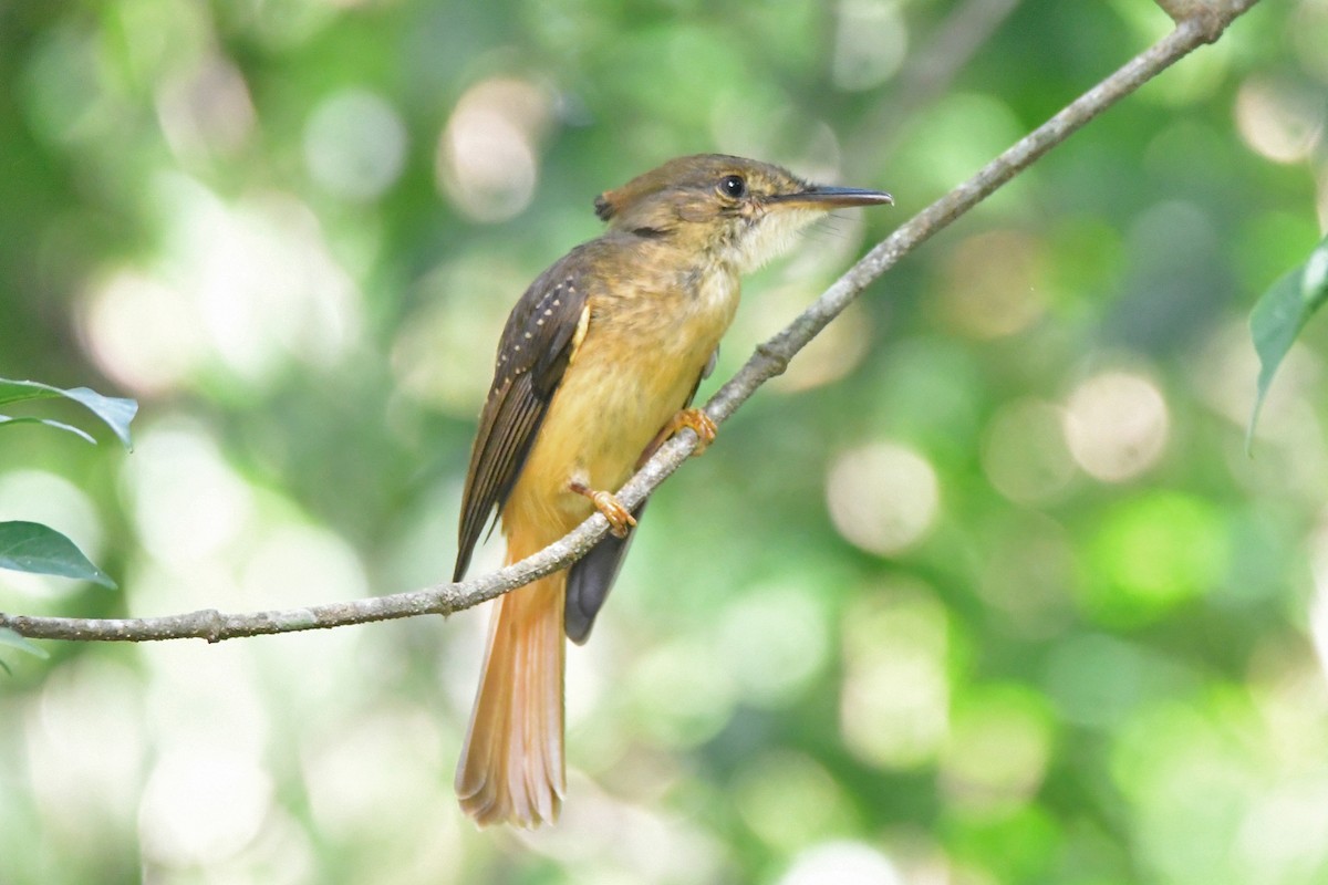 Tropical Royal Flycatcher - ML627399319