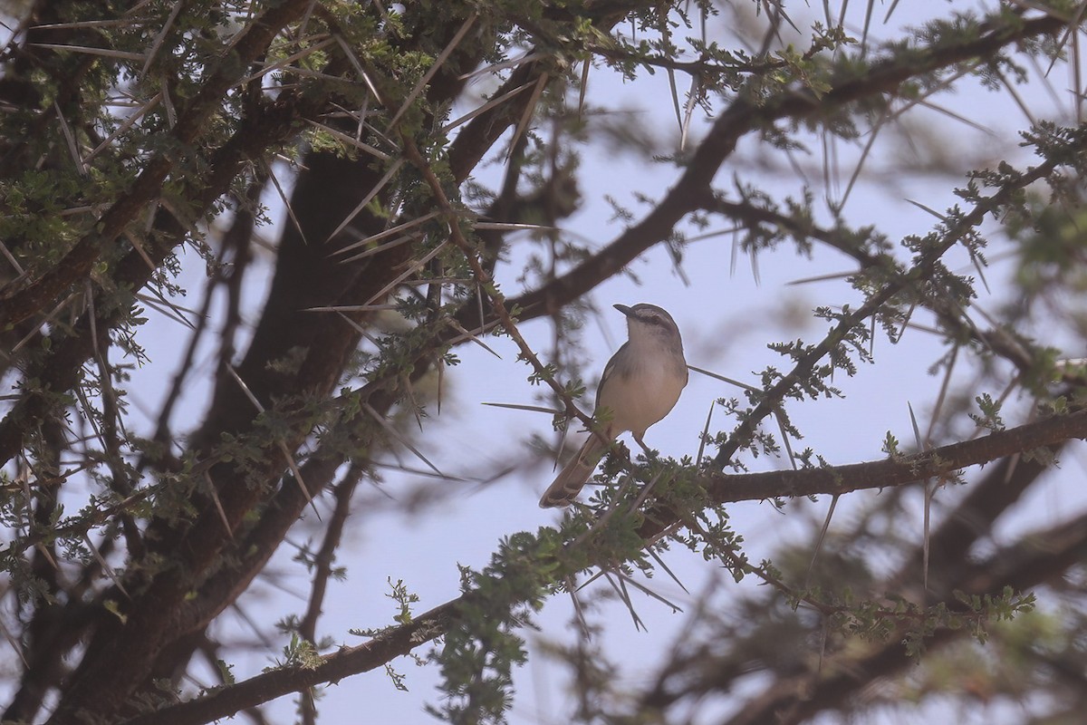 Pale Prinia - ML627399542