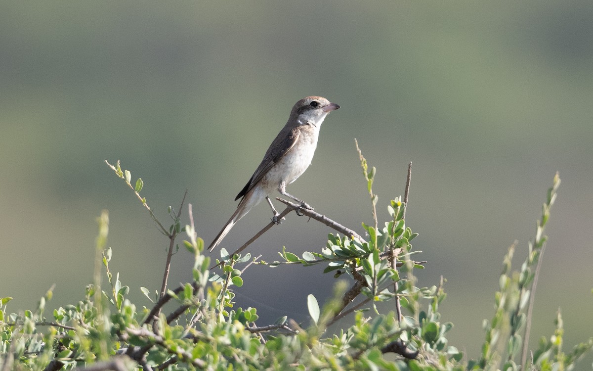 Red-tailed Shrike - ML627399544