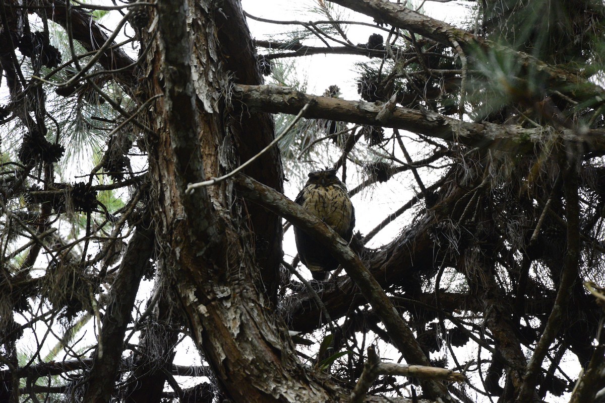 Madagascar Owl - ML627399757