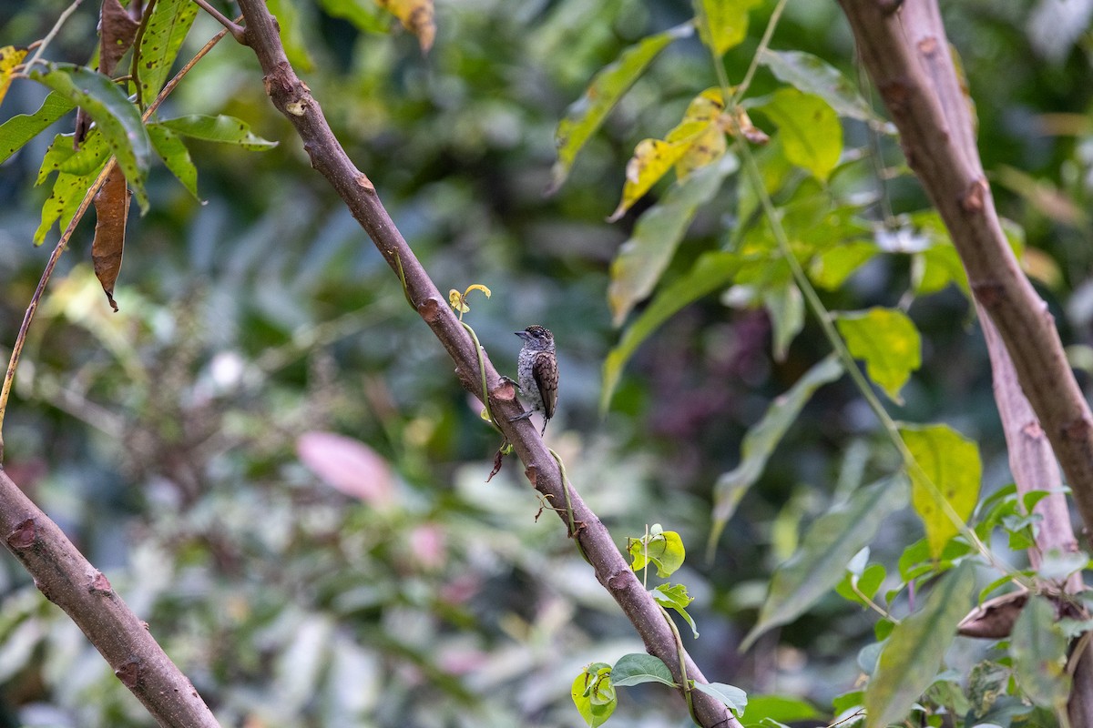 Scaled Piculet - ML627399864
