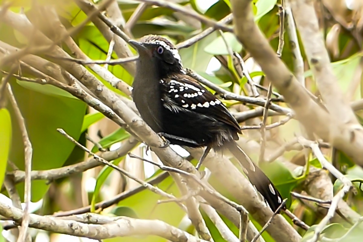 Black-bellied Antwren - ML627400041