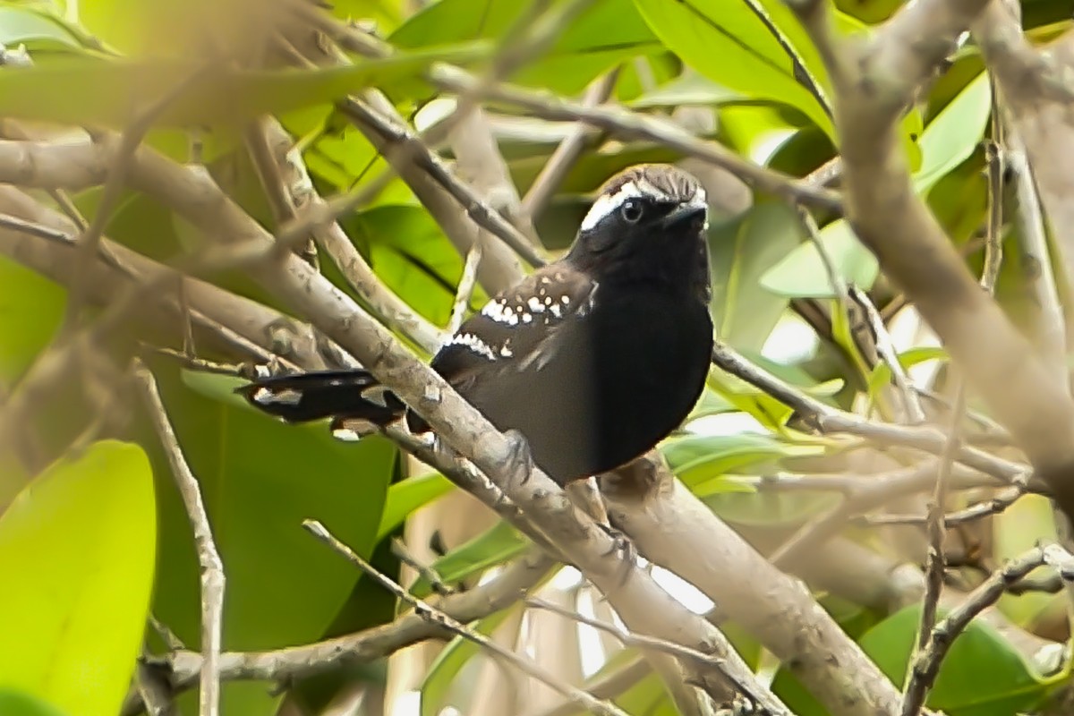 Black-bellied Antwren - ML627400269