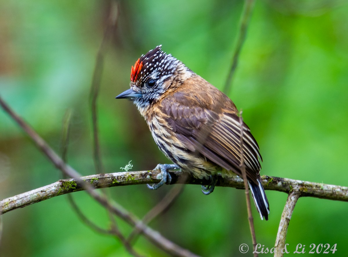 Mottled Piculet - ML627400370