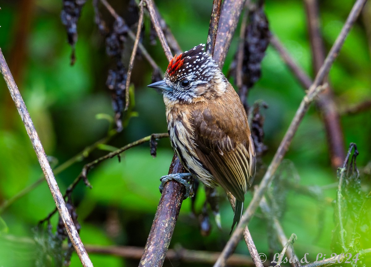 Mottled Piculet - ML627400372