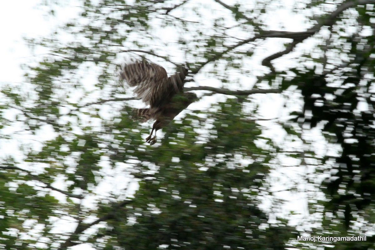 Brown Fish-Owl - Manoj Karingamadathil