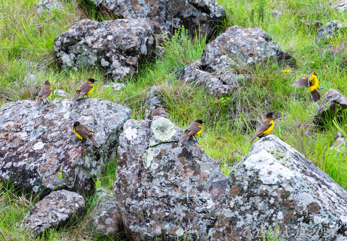 Yellow-rumped Marshbird - ML627400453