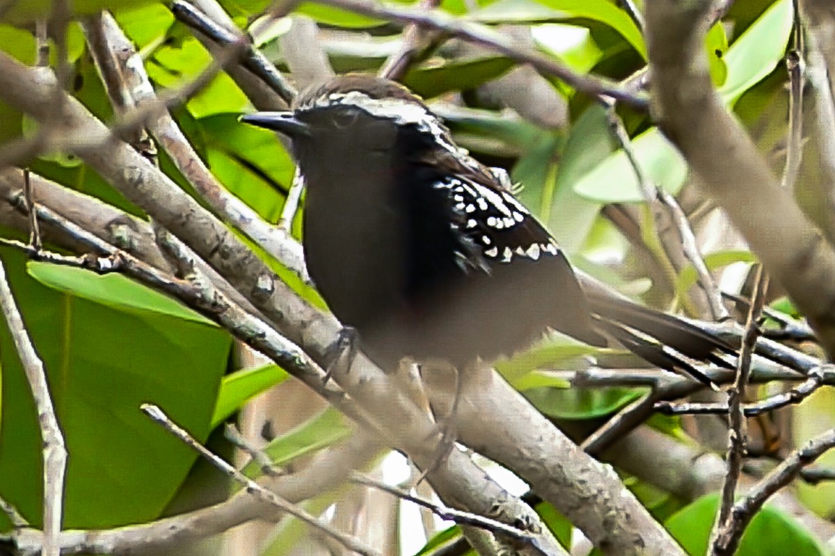 Black-bellied Antwren - ML627400460