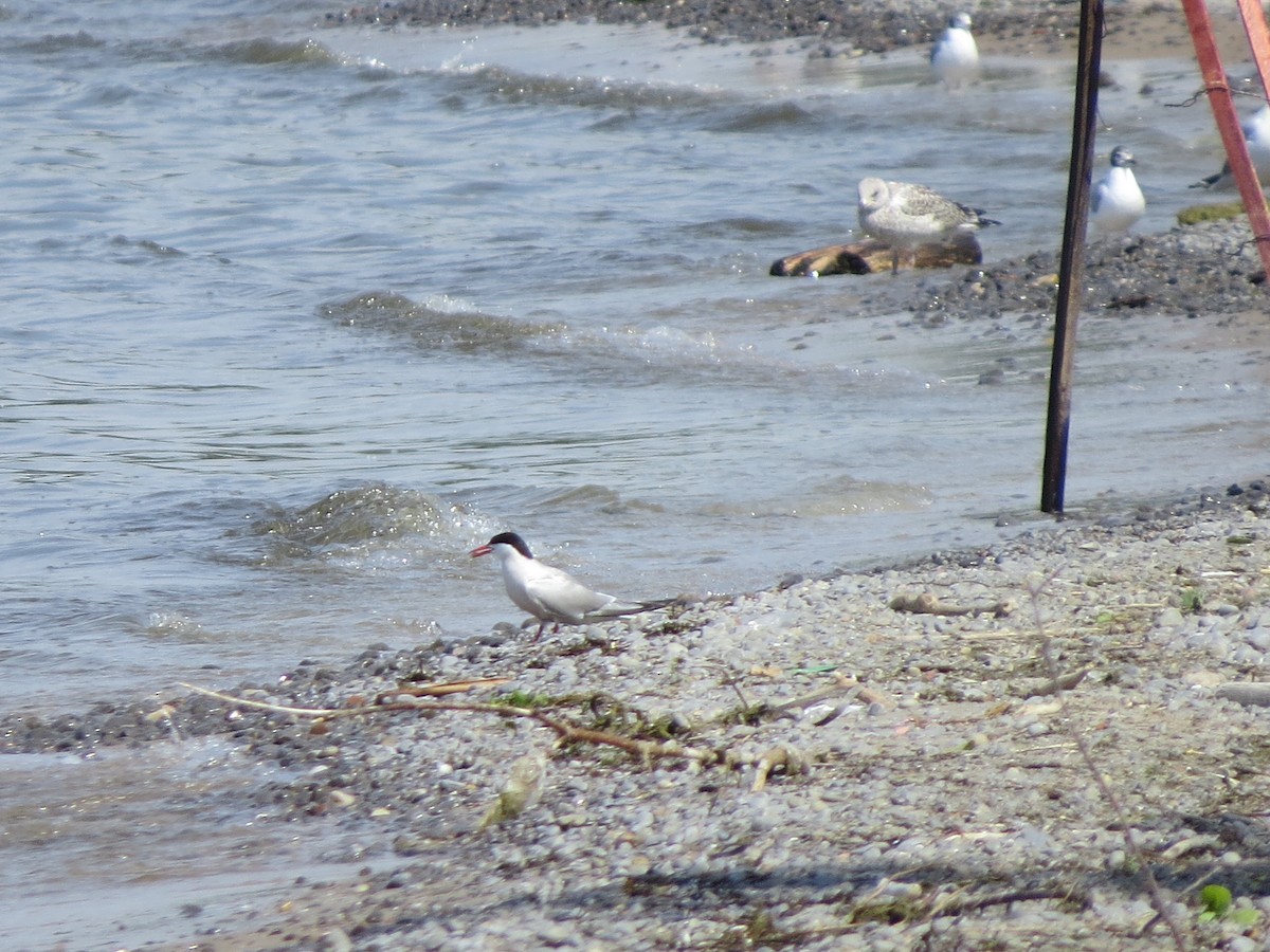 Common Tern - Tom Wheatley