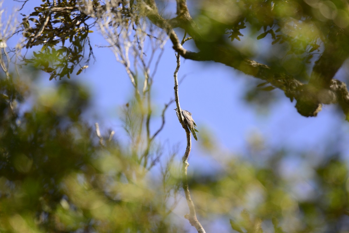 Madagascar Cuckoo - ML627400550