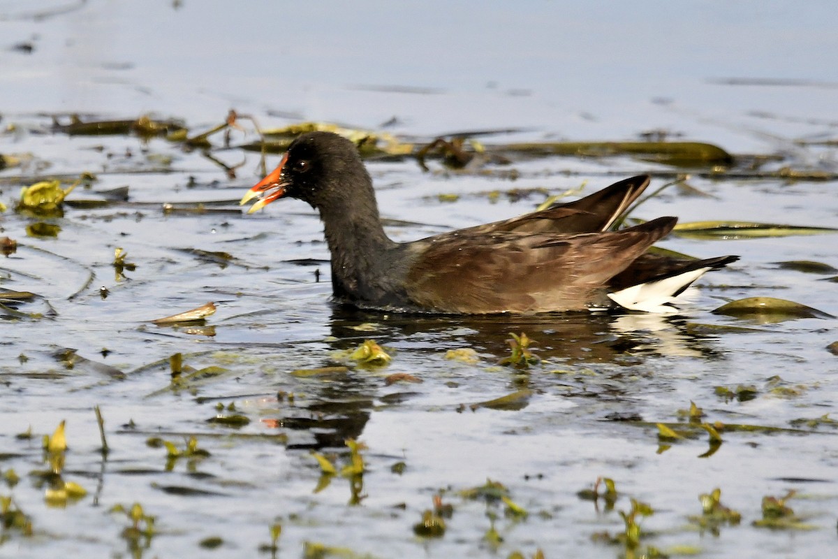 Common Gallinule - ML627400606