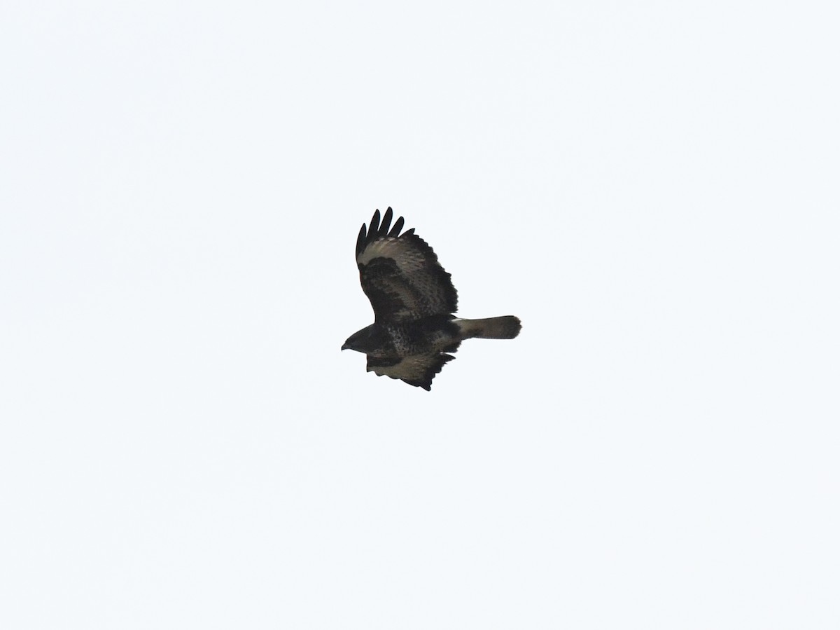 Common Buzzard (Western) - ML627400654