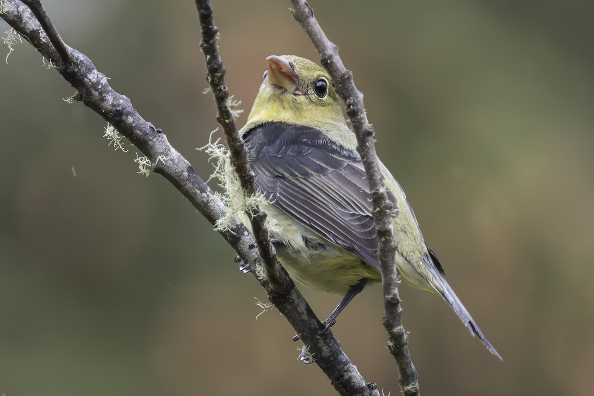 Scarlet Tanager - ML627400955