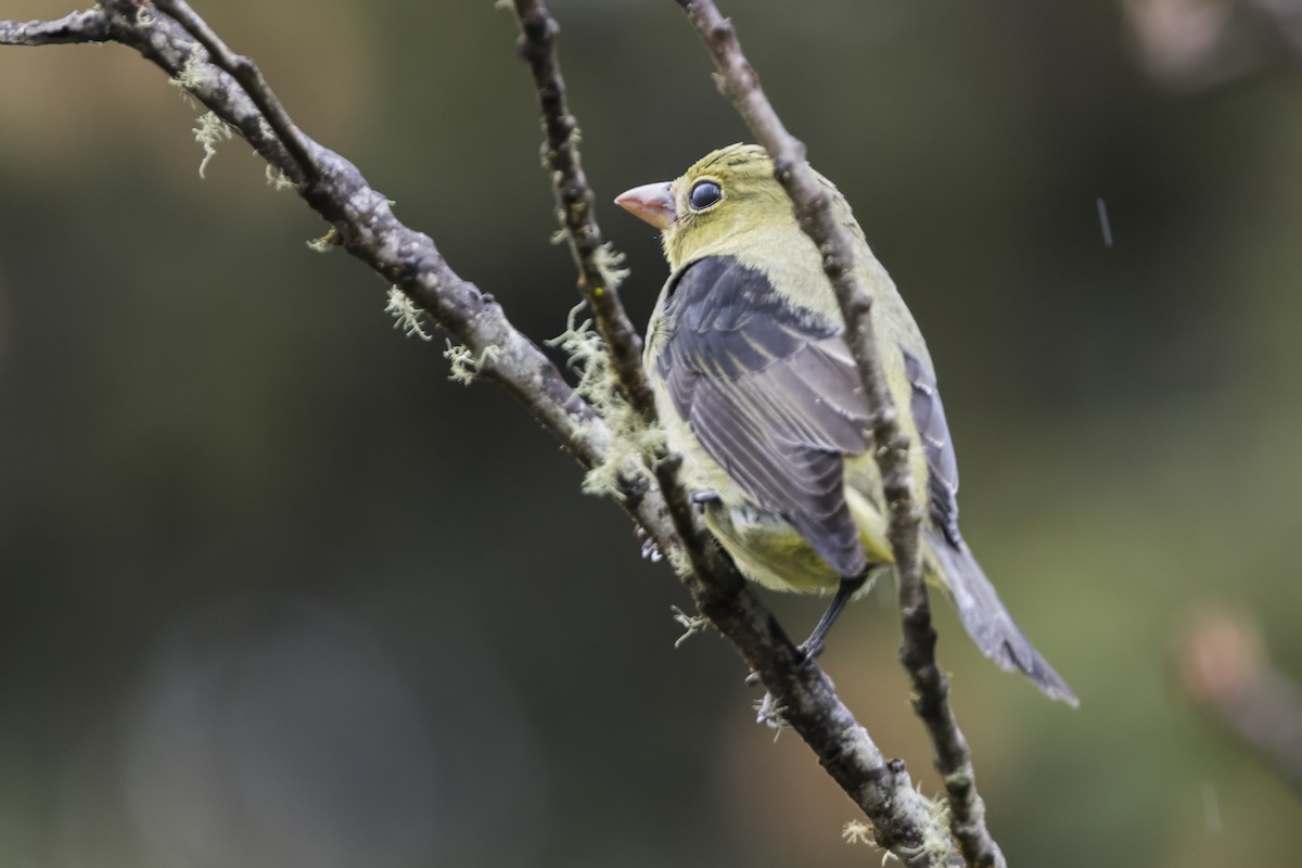 Scarlet Tanager - ML627400963